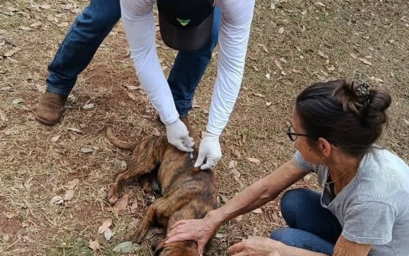 Vacinação de cães e gatos acontece na zona rural de Itapagipe